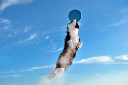 Dog jumping high for a flying disk toyの写真素材