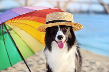 Close-up portrait of a border collie in a straw hatの写真素材