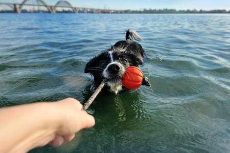 Pretty border collie pulling the chewing toyの写真素材