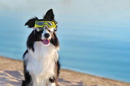 Close-up portrait of a dog wearing diving maskの写真素材