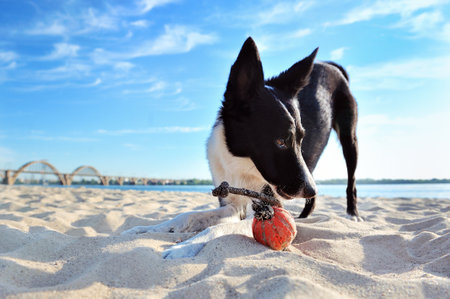 Young border collie playing with a ball at the sandy beachの写真素材