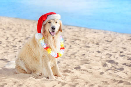 Golden retriever in Santa hat sitting at the beachの写真素材