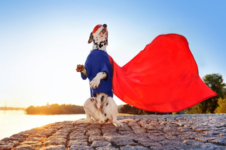 Dog in superhero costume sitting on hind legsの写真素材