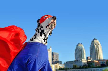 Head portrait of a dog in a superhero dogの写真素材