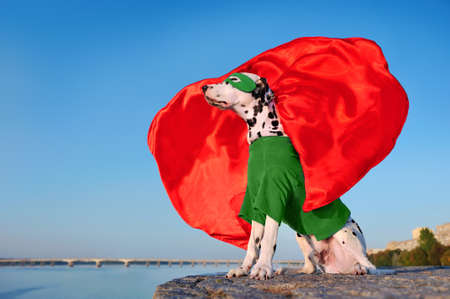 Sitting dalmatian dog wearing superhero costumeの写真素材