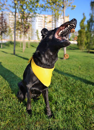 Black german shepherd catching snacks in the airの写真素材