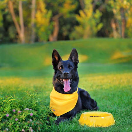 Black german shepherd laying at the lawnの写真素材
