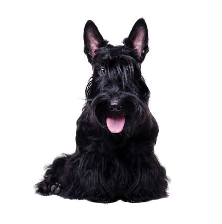 Close up portrait of a black scottish terrier on white backgroundの写真素材