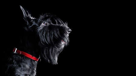 Close up portrait of a black scottish terrierの写真素材