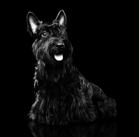Portrait of a black scottish terrier on black backgroundの写真素材