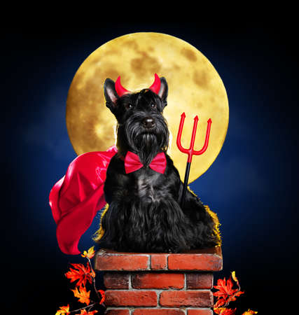 Dog in devil halloween costume sitting on chimney in front of big moonの写真素材
