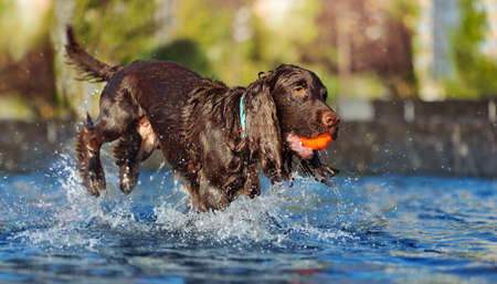 Brown spaniel playing with the ball toy in waterの写真素材