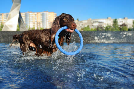 Brown spaniel playing in the water with his toyの写真素材