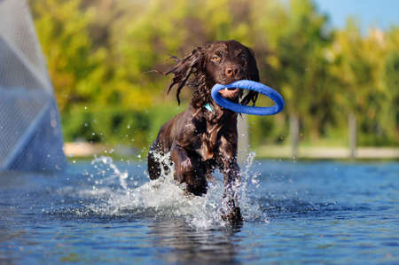 Front view picture of a spaniel running in the fountainの写真素材