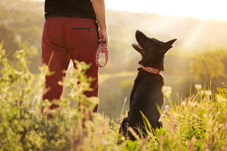 Dog with owner looking at the sunriseの写真素材