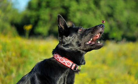 Black shepherd dog catching food in the airの写真素材