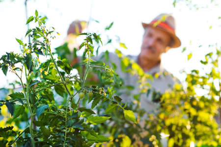 Closeup of tomato bushes in pots on the first plan and a senior gardener on blurred backgroundの写真素材