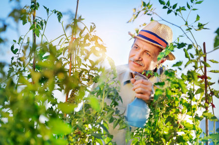 Senior man working in his garden watering tomatoes with sprinklerの写真素材