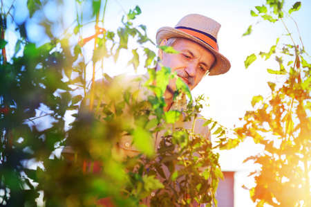 Gardener examines his tomato bush in the sunny summer gardenの写真素材