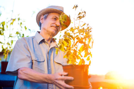 Gardener holding tomato bush in the pot in front of sundown lightの写真素材