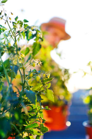 Verical picture of a tomato bush with a gardener on blurred backgroundの写真素材