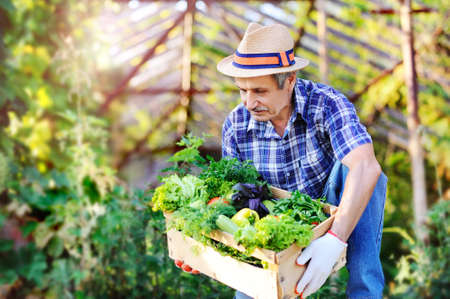 Senior man satisfied with his harvest of fresh vegetables and greensの写真素材