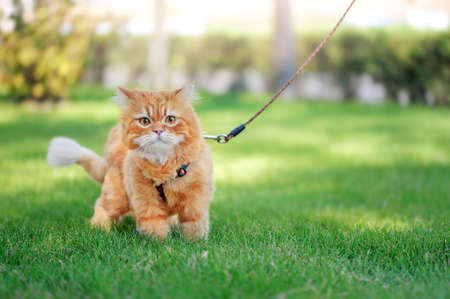 Red long haired cat walking on the leashの写真素材