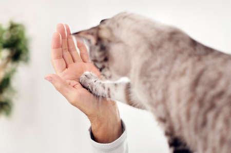 Cat touching man's hand with paw