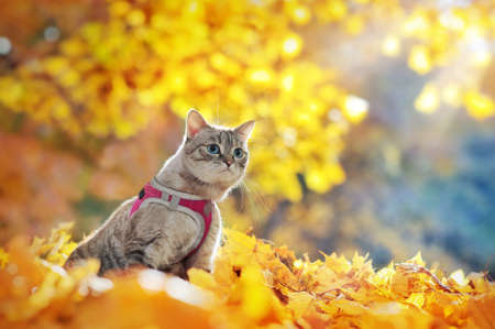 Tabby cat walking in the autumn forestの写真素材