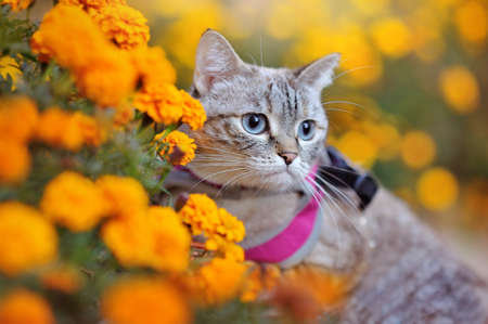 Close-up portrait of a cat with blue eyes against yellow flowers background
