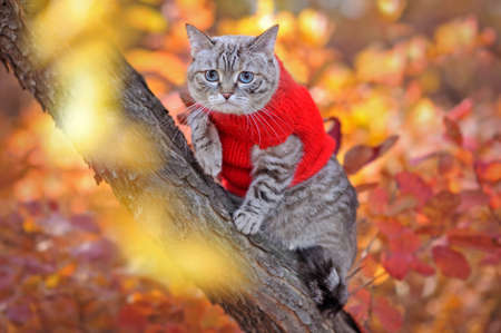 Tabby cat wearing red knitted pullover climbing the tree branchの写真素材