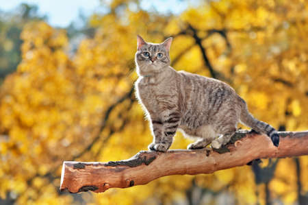Full length side view picture of the cat standing on the tree branchの写真素材