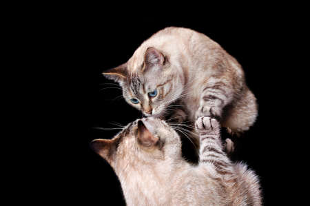 Low key picture of a cat looking to the mirror