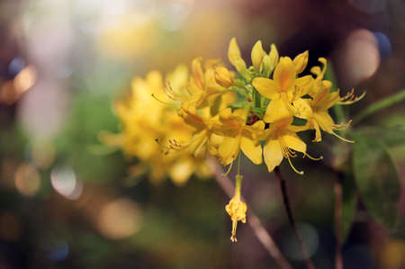 Macro picture of yellow wild Rhododendron flowerの写真素材