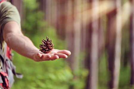 Pine tree cone presented on the palm against forest backgroundの写真素材