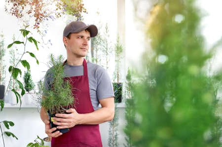 Worker of a greenhouse holding the pine tree in the pot looking to the sideの写真素材