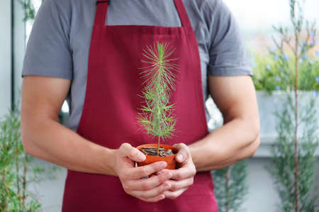Man in the garden shop holding pine tree seedling in the potの写真素材