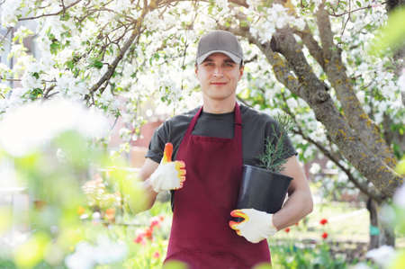 Smiling gardener holding cypress tree in the pot showing thumbs up gestureの写真素材