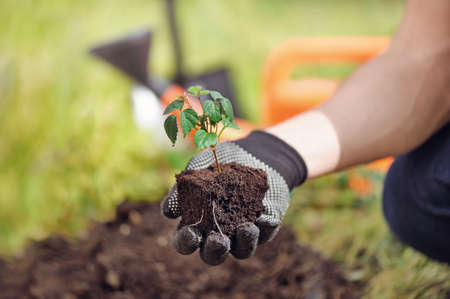 Closeup picture of a young ivy seedling in soil