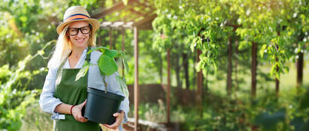 Wide banner with a woman holding Paulownia tree sprout against farm backgroundの写真素材