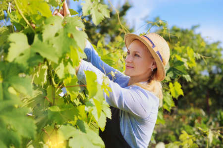 Female in a straw hat working at the vineyard