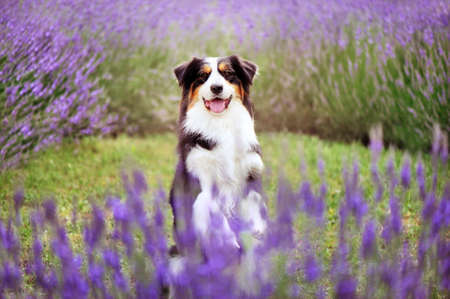Dog on hind legs sitting at the lavender gardenの写真素材