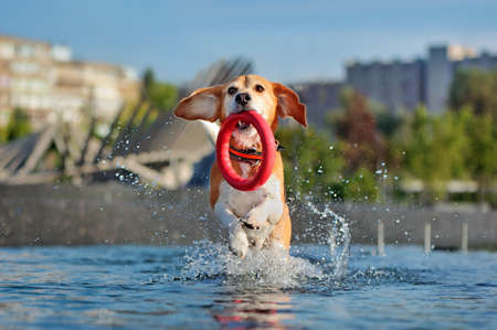 Front view picture of beagle running with his toy in the waterの写真素材