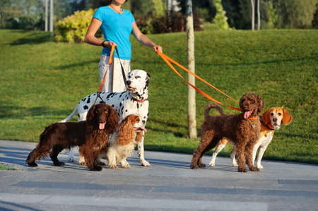 Morning dog walking in the parkの写真素材