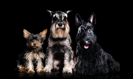 Low key full length portrait of a black scottish terrier, Schnauzer and a Yorkshire Terrier puppy sitting on a black backgroundの写真素材