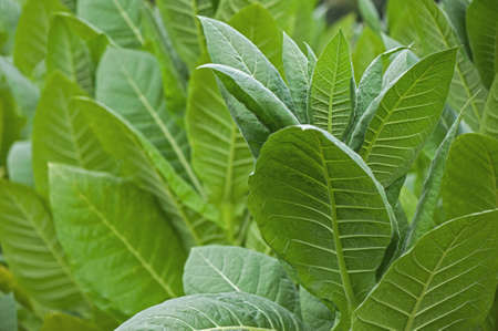 Close-up natural light picture of tobacco leaves