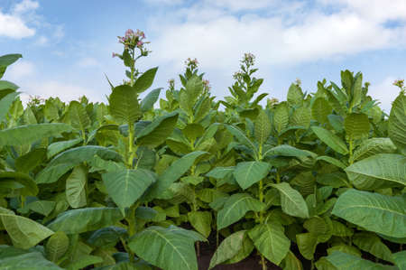 Tobacco farm field under the blue skyの写真素材