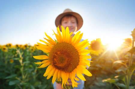 Close-up picture of a blooming sunflower in the hands of a little boyの写真素材