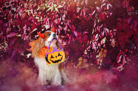 Dog wearing Halloween costumeの写真素材