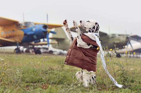 Dalmatian dog sitting on hind legs at the airport runwayの写真素材